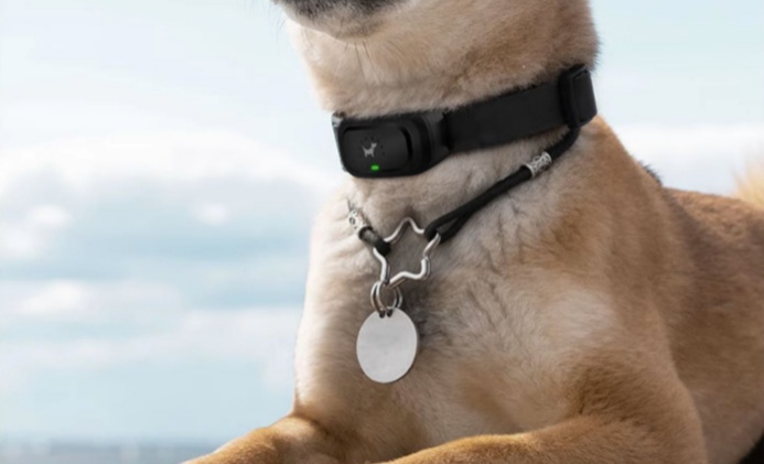 a dog with a dog bark control collar