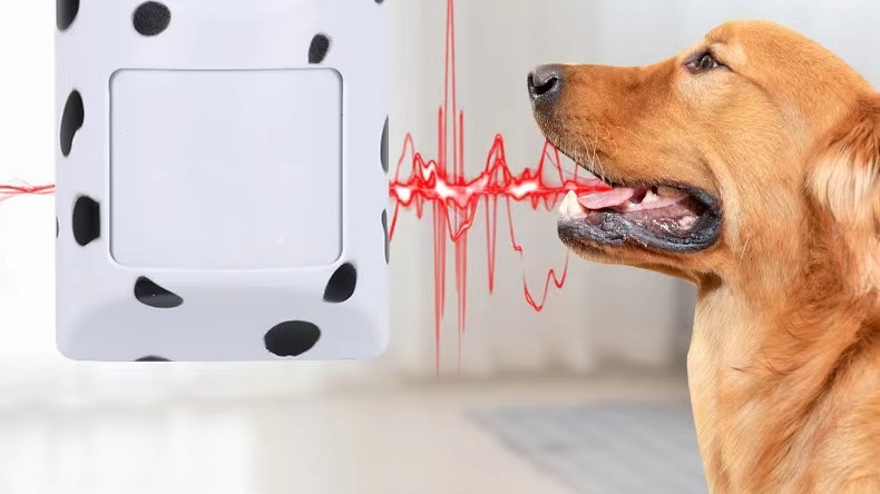 A golden retriever affected by an ultrasonic bark control device at home