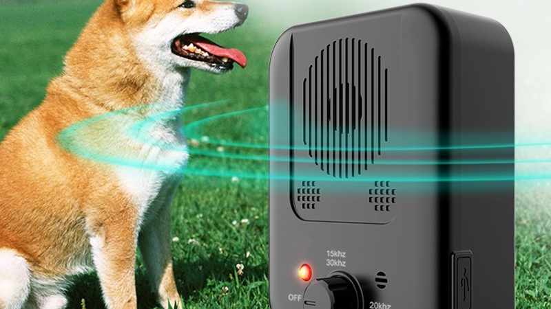 A Shiba Inu affected by an ultrasonic bark control device outdoors