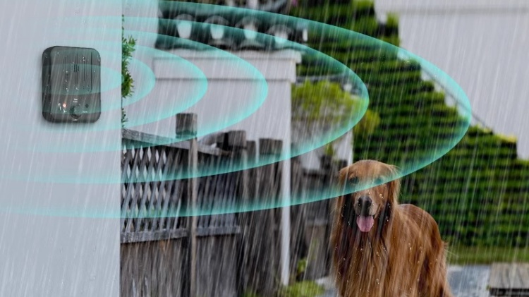 Outdoors on a rainy day, ultrasonic barking control device, Irish setter
